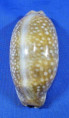 Macrocypraea zebra